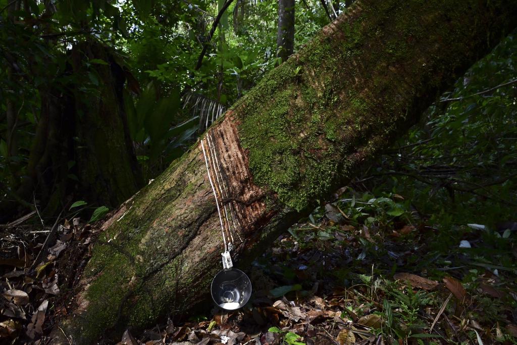 A bucket hangs from a rubber tree (Hevea brasiliensis) during rubber extraction in the municipality of Anajas, contained in the Marajo Archipelago Environmental Protection Area, Para state, Brazil where there has been a recent revival of rubber trade.