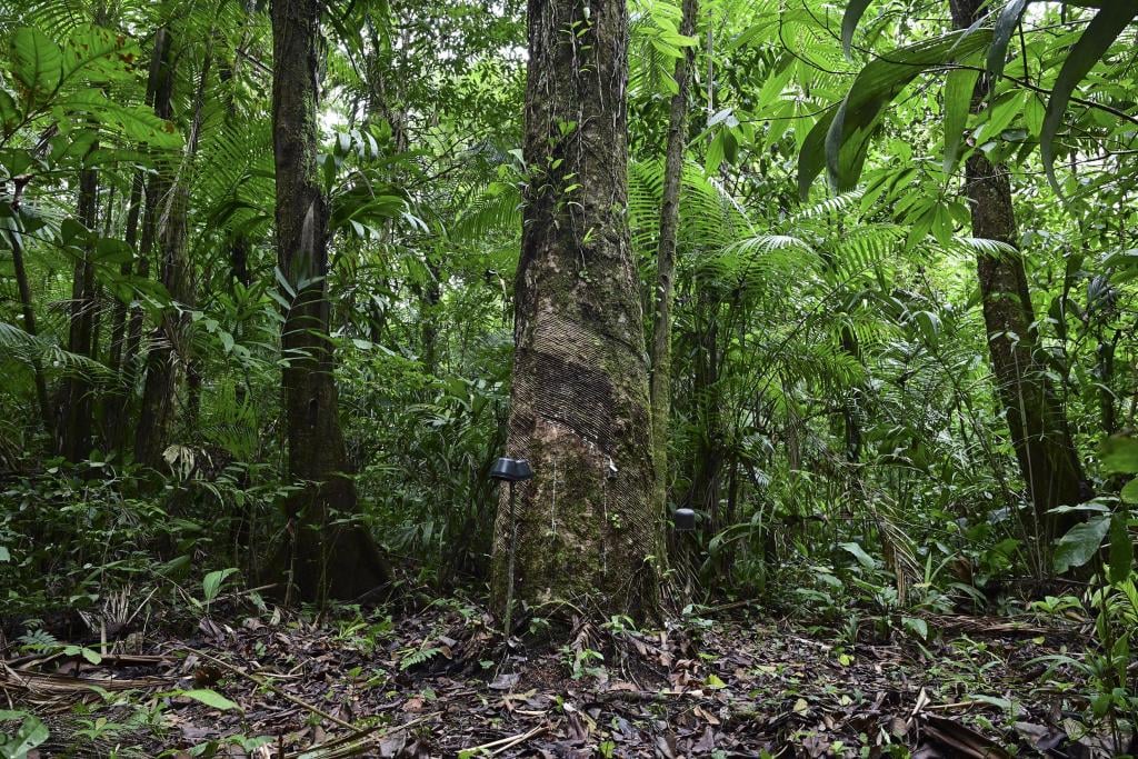 A wide angle shot of a A rubber tree (Hevea brasiliensis) in the forest during rubber extraction in the municipality of Anajas, contained in the Marajo Archipelago Environmental Protection Area, Para state, Brazil on December 6, 2024.