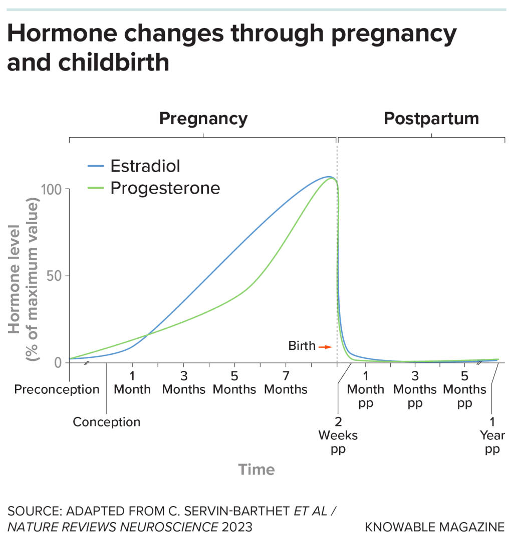 Chart showing the hormones estradiol (the main form of estrogen) and progesterone rise during pregnancy. In some women, their sudden drop after childbirth triggers the onset of postpartum depression.