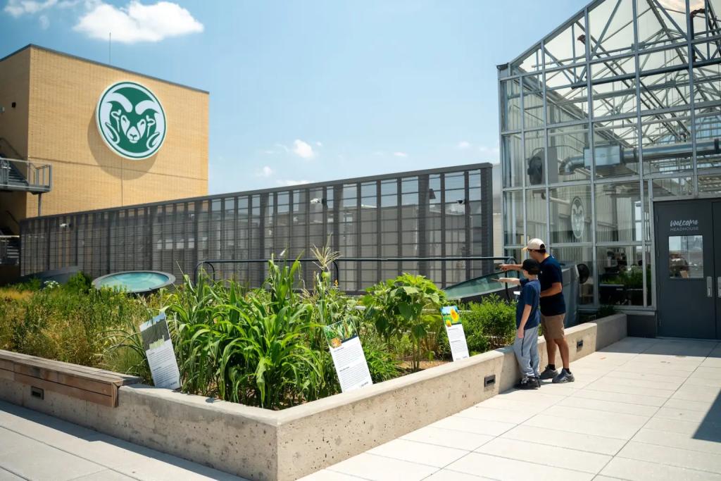Plants grow on a roof at Colorado State University. 