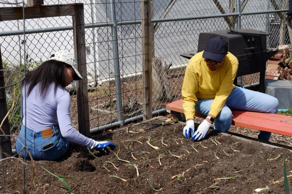 Workers tend to crops in Queens, New York. 