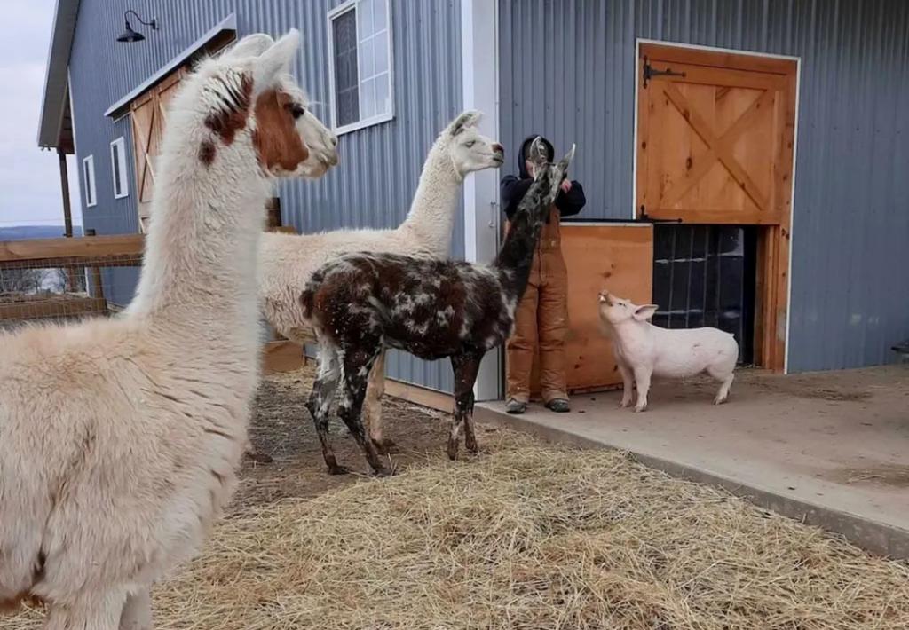 Dawn, the Yorkshire pig, mingling with the farm llamas.