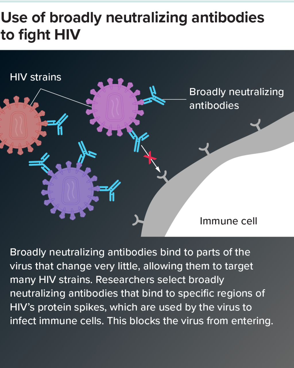 Scientific illustration showing broadly neutralizing antibodies against HIV