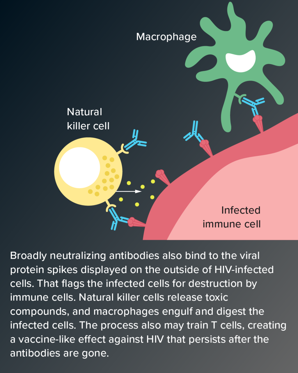 Scientific illustration showing broadly neutralizing antibodies against HIV.