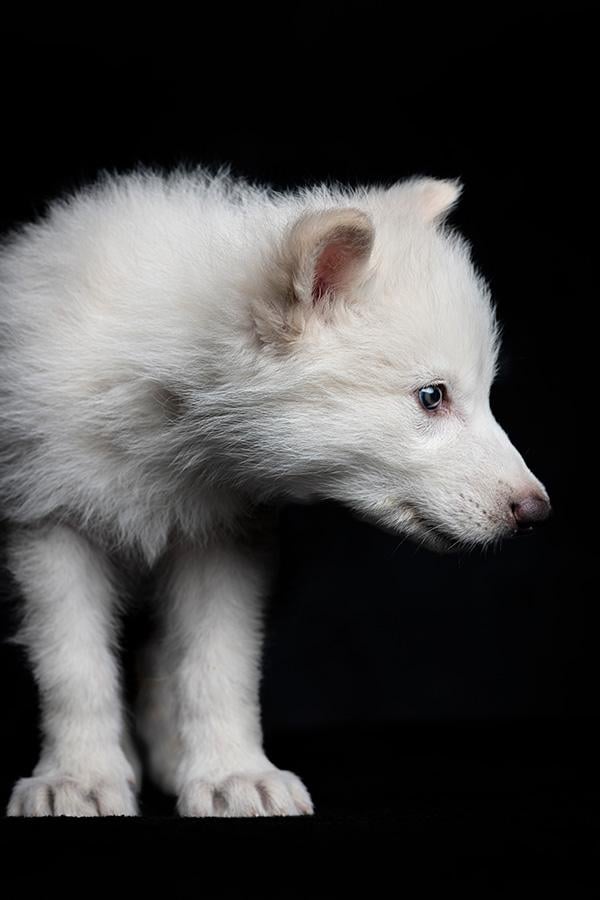 A white wolf pup against a black background, colossal Biosciences claimed to have brought back the dire wolf, a species that went extinct more than 10,000 years ago by editing some of the genes in a related wolf’s genome to match those found in dire wolves. 
