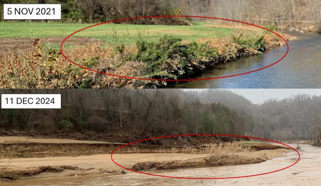 Rivercane growing along the Cane River in Yancey County, North Carolina, created an “island” where it held the stream bank in place during Hurricane Helene. These top photo shows the river before and the bottom photo after the storm. 