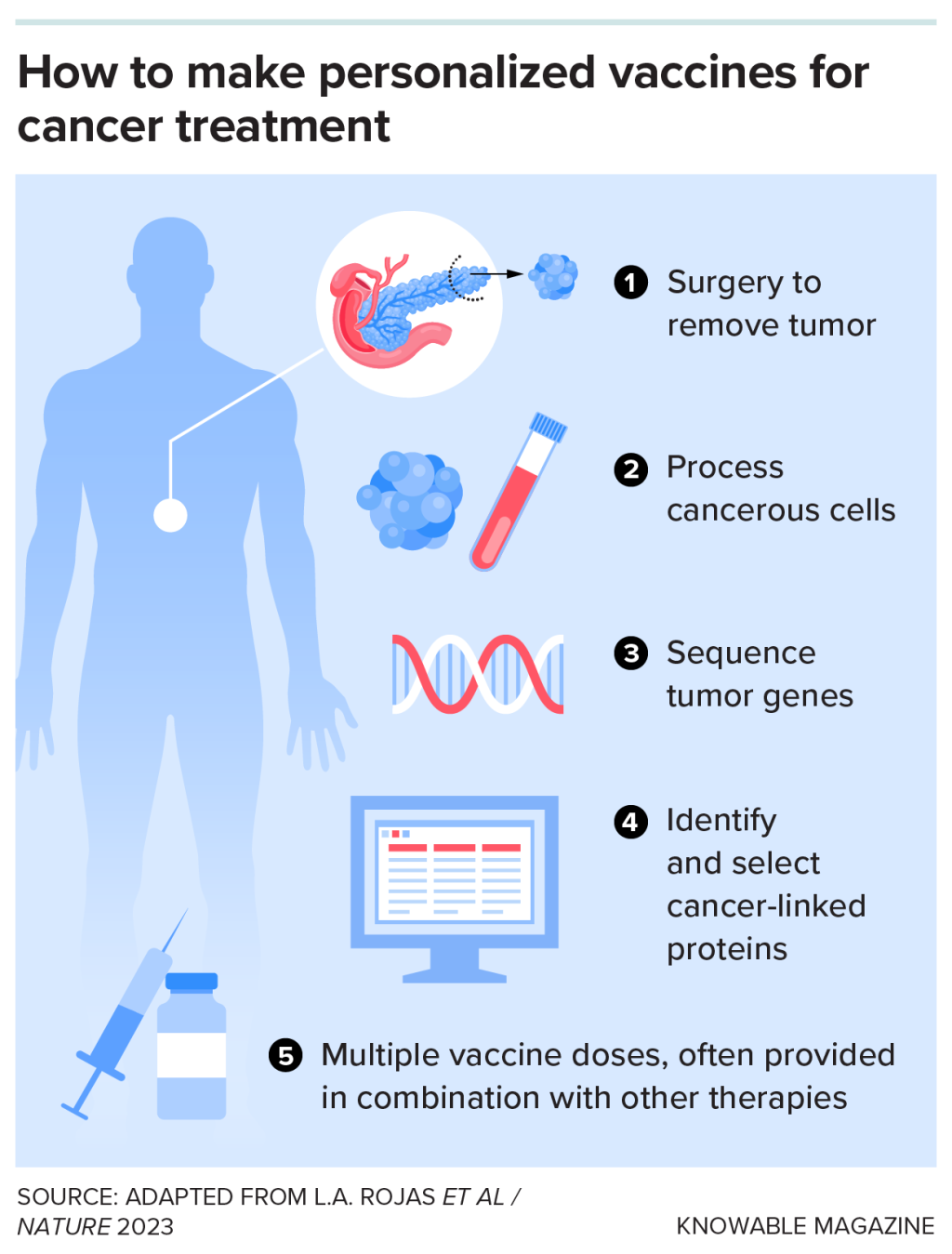 Graphic showing how to make personalized vaccines for cancer treatment, which are based on mutations specific to an individual patient’s tumor. Once the tumor has been removed, scientists collect the cells and analyze their genes for mutations and then create personalized vaccines informed by those mutations.