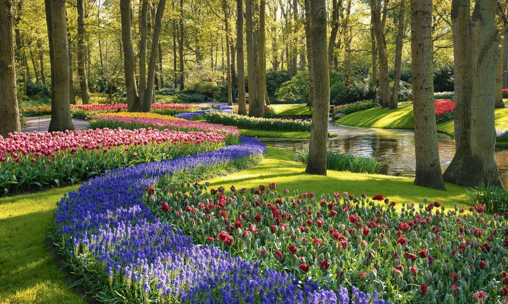Tulip flowers blossom along Keukenhof Gardens in Belgium and the Netherlands.