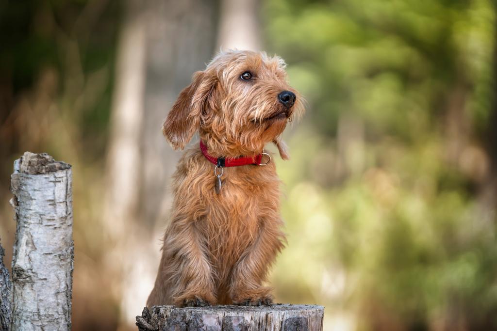 Basset Fauve de Bretagne standing tall against a tree stump and looking slightly away in the forest