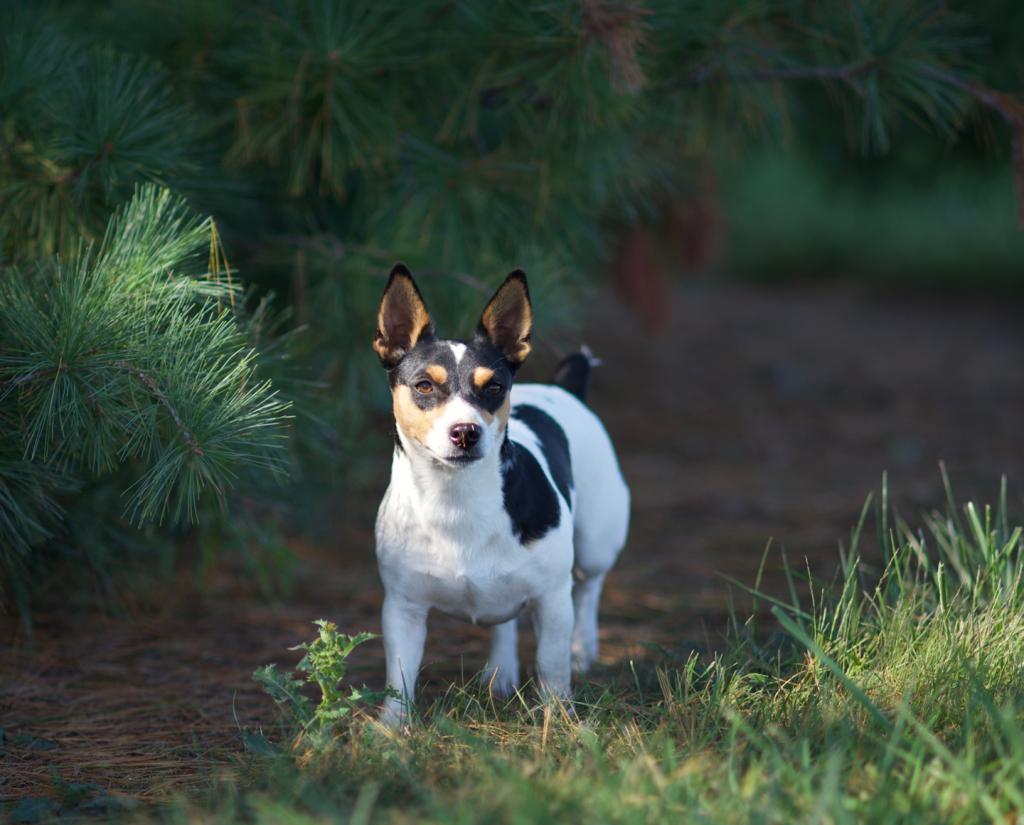 A female Teddy Roosevelt terrier by pine tree