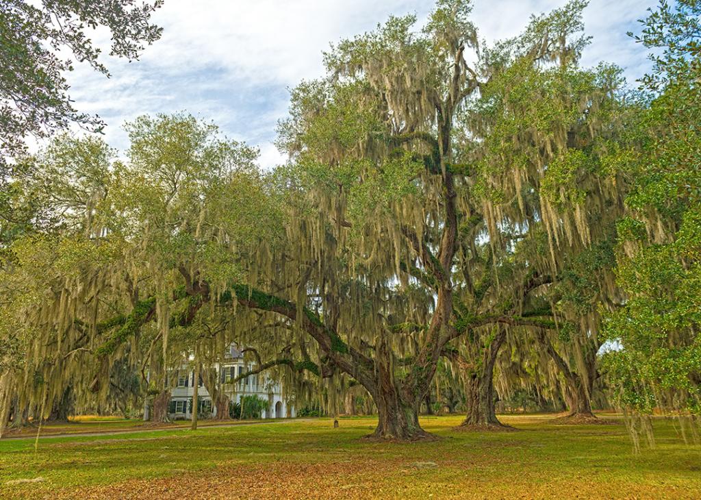 A large oak tree on a former plantation plant in South Carolina.