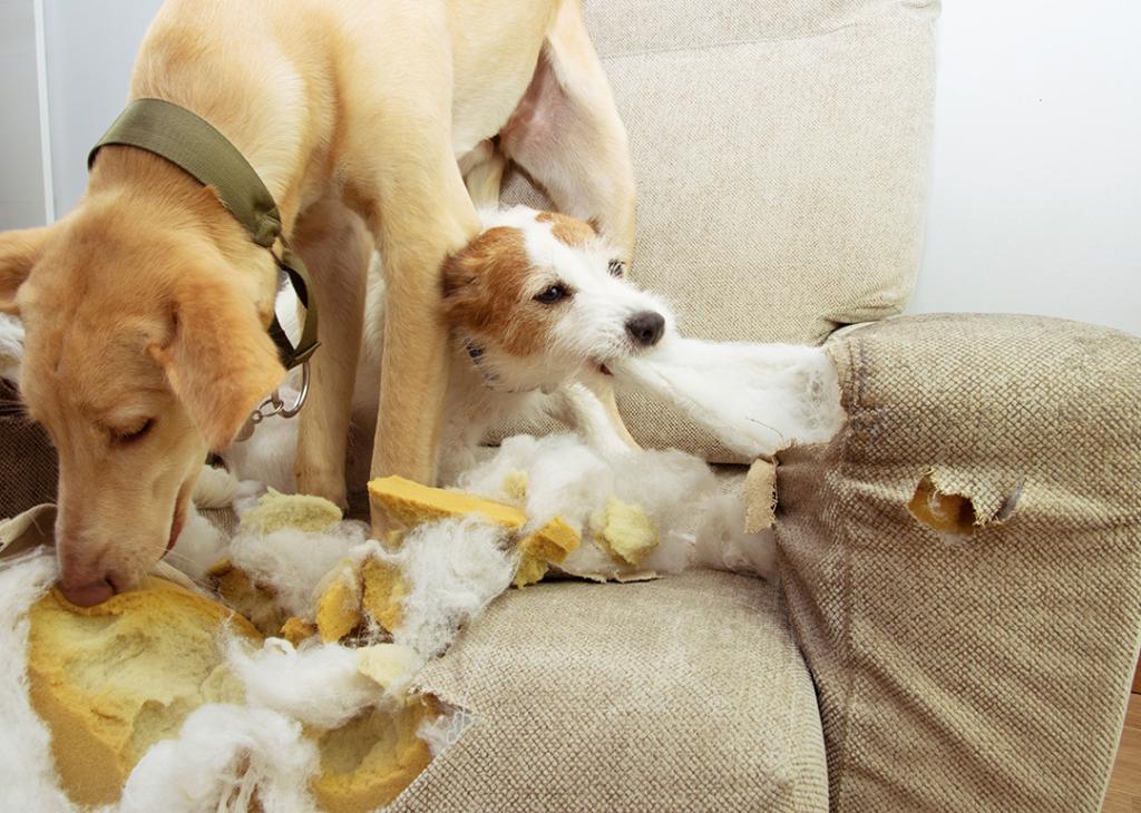 Two puppies destroying and chewing on a sofa.