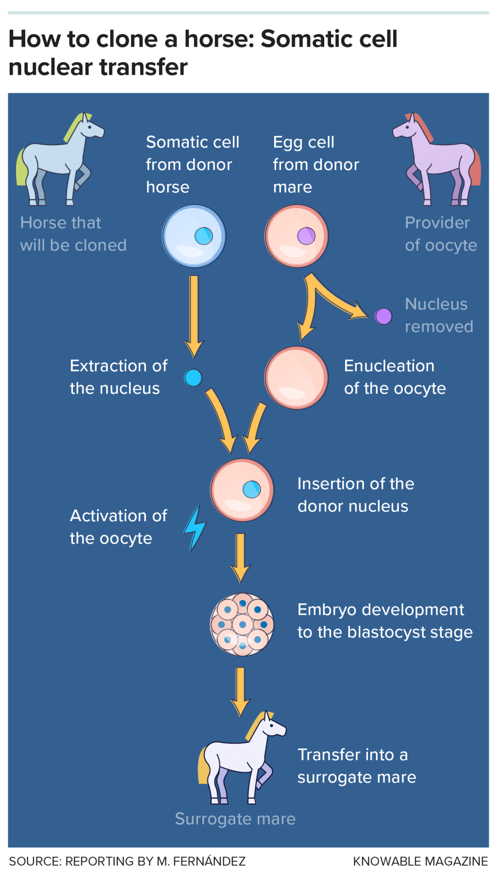 Graphic showing process of how horse clones — like those of other mammals — are obtained through the technique of somatic cell nuclear transfer (SCNT). The nucleus of a non-reproductive cell from the animal to be cloned is inserted into an egg cell that has had its own nuclear DNA removed. After activation, the embryo begins to divide. When it reaches the blastocyst stage, it is implanted into a recipient mare, which will carry the pregnancy to term.