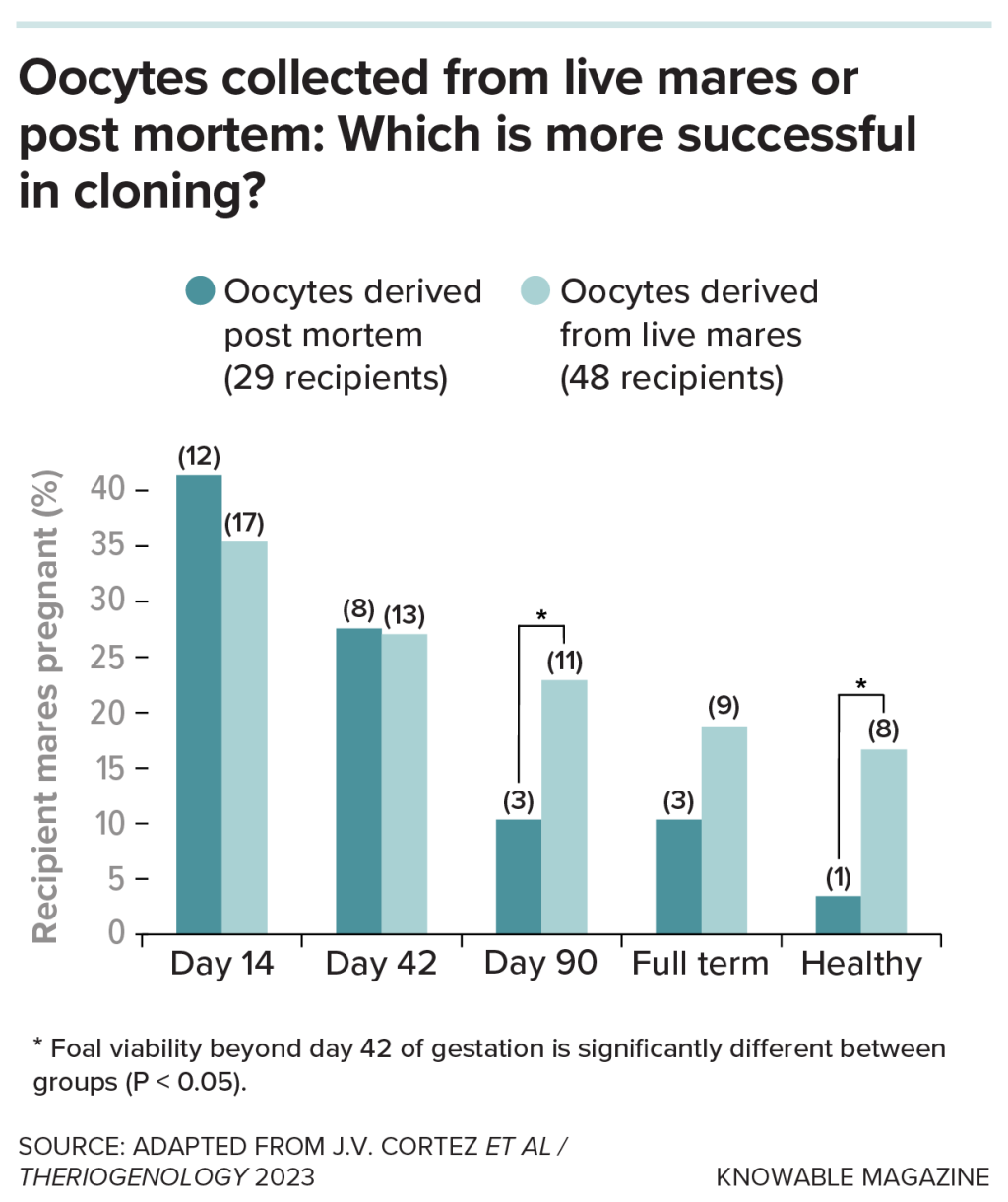 Graph compares the success of equine cloning according to the origin of the oocytes. Those obtained from live mares by transvaginal aspiration show better results than those collected in slaughterhouses post mortem.