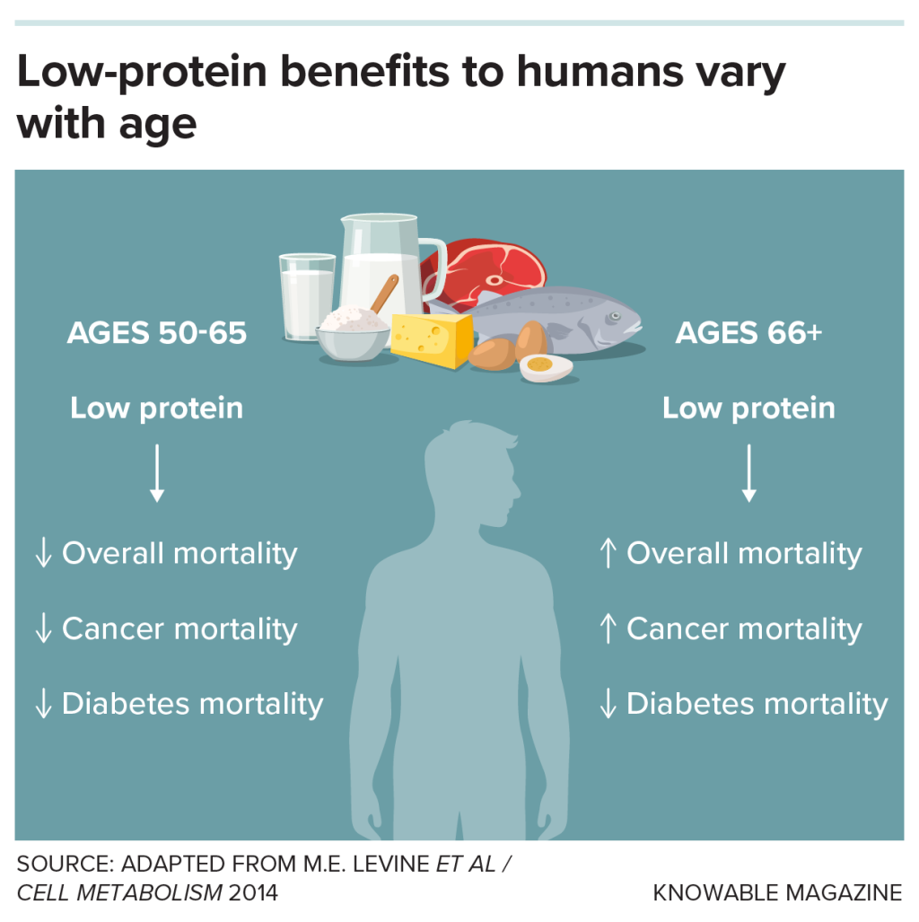 Graphic showing how protein needs vary with age, as do the effects of low-protein diets, according to observational studies of people. In adults aged 50 to 65, a lower-protein diet correlates with a reduction in deaths due to cancer, diabetes or any other cause. But in people 66 or older, the pattern changes: A low-protein diet is still linked with lower risk of death from diabetes but is associated with a higher risk of death from cancer or other causes.