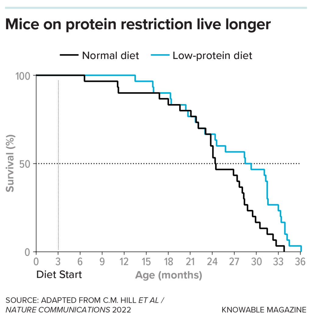 Researchers fed 30 male mice a standard diet with 20 percent protein, and 30 additional mice a diet with only 5 percent protein. Those that got less protein lived longer.