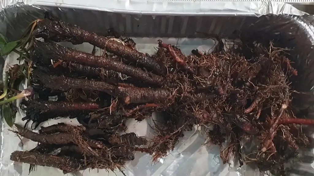 Sea lavender’s root system in an aluminum tray. The rhizomes hold a surprising amount of carbon. 
