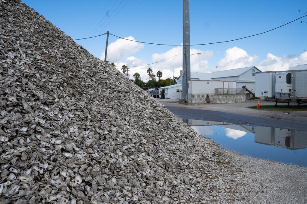 Oyster shells piled high outside Leavins Seafood, an Apalachicola distributor that hasn’t offered locally caught oysters since the bay’s collapse in 2020. 