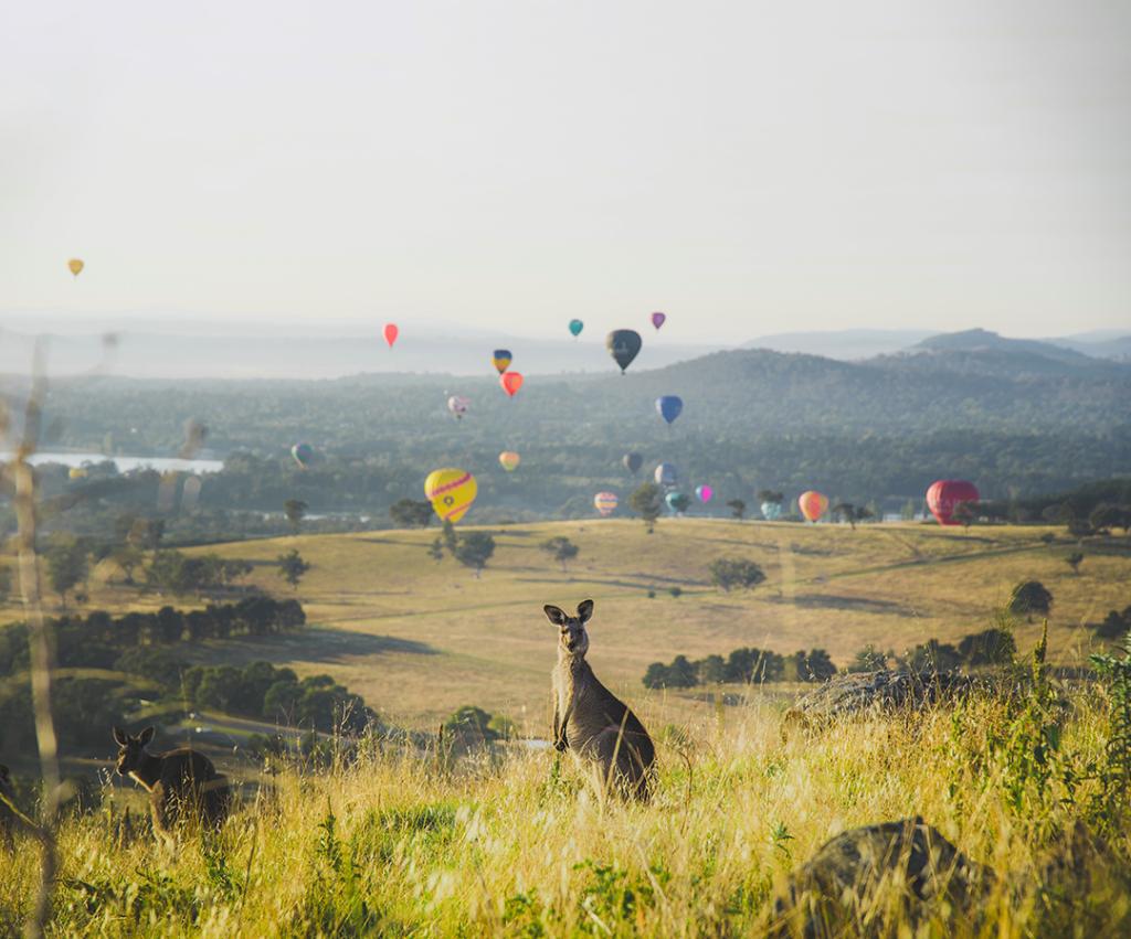 Kangaroos look toward the camera, standing in grasses in the foreground, while various different-colored hot air balloons rise in the background.