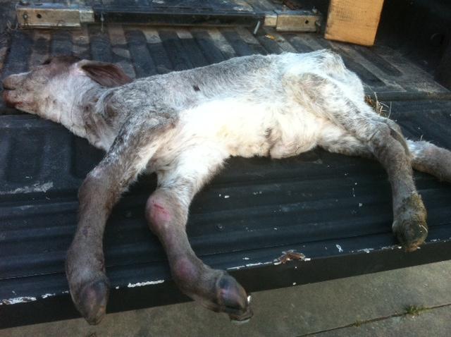 A calf alleged to have died — along with other cattle — after being poisoned by drinking a salty oil field waste product that was released onto a farm in Louisiana by an oil company operating nearby. “They drank a bunch of it and it just emaciated and destroyed them,” said attorney Mike Veron.