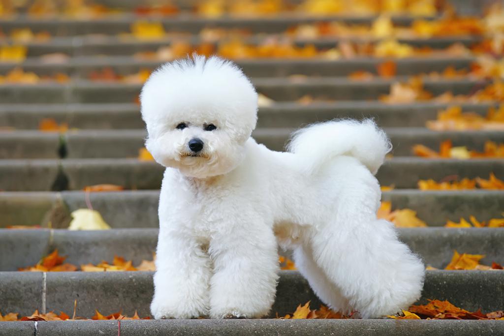 A white bichon frise dog.