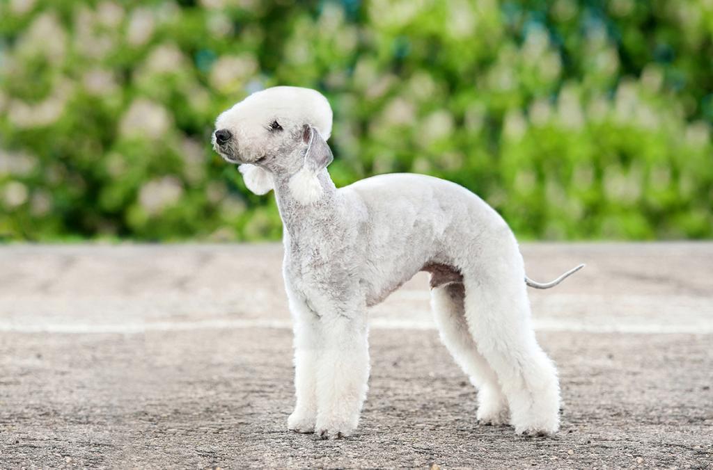 A white Bedlington terrier dog.