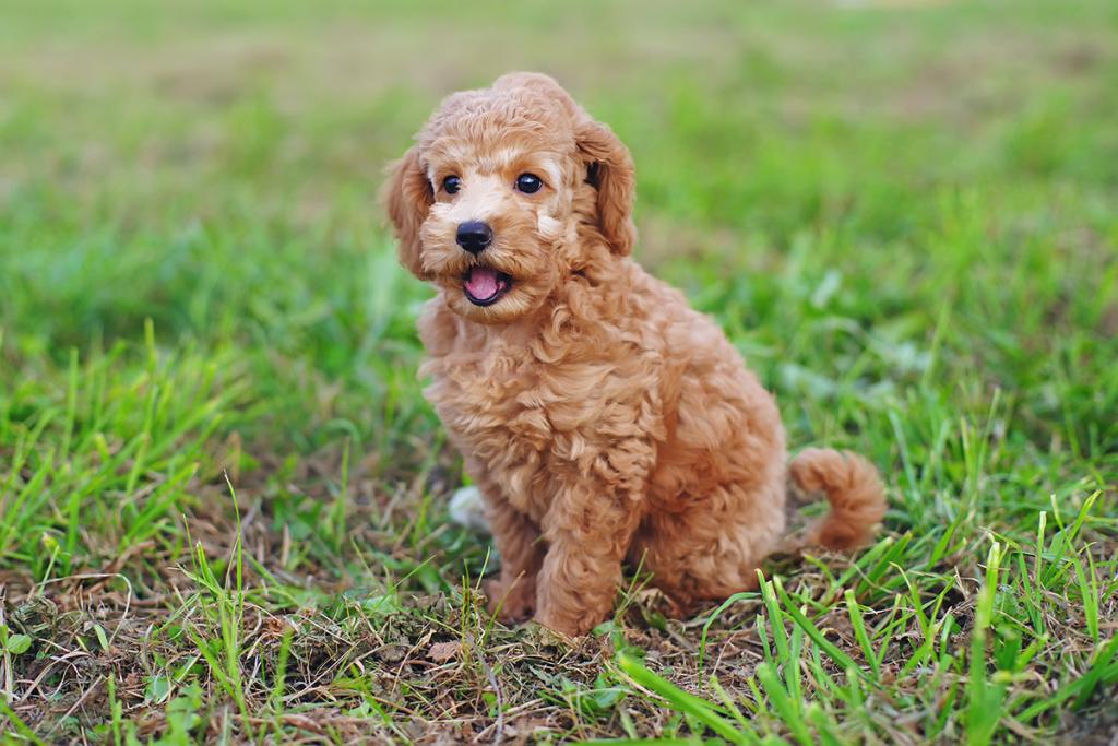 A red toy poodle dog on grass.