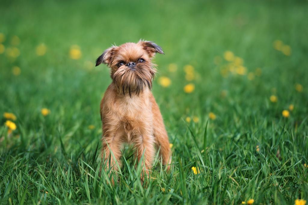 A Griffon Bruxellois dog on grass.