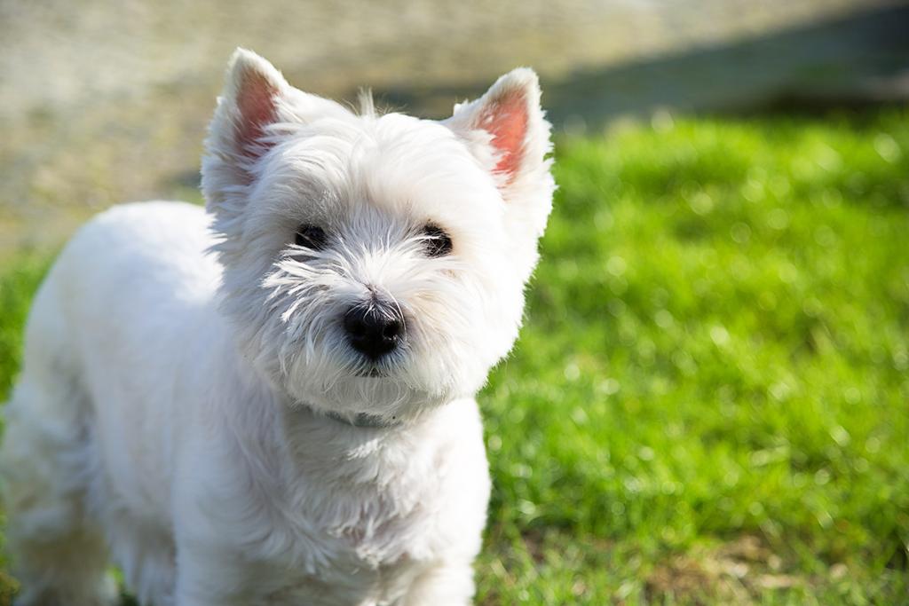 A white West Highland Terrier dog.