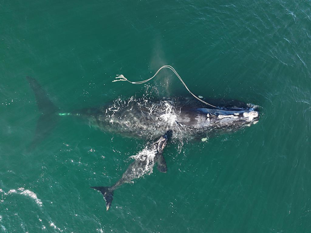 Fishing gear that entangles dolphins, porpoises, and whales is a major threat to the animals. Here, gear trails from the North Atlantic right whale called Snowcone (known individual #3560) who swims with her calf in waters off Georgia.