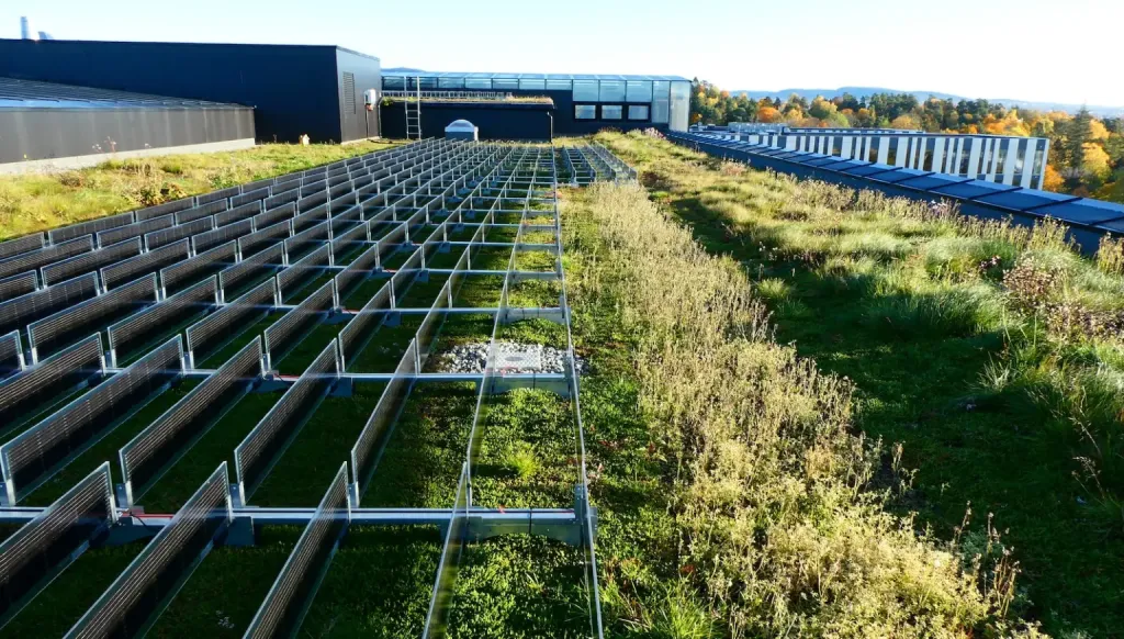 Even simple vegetation, like grasses and mosses, turns a roof into a thriving ecosystem.