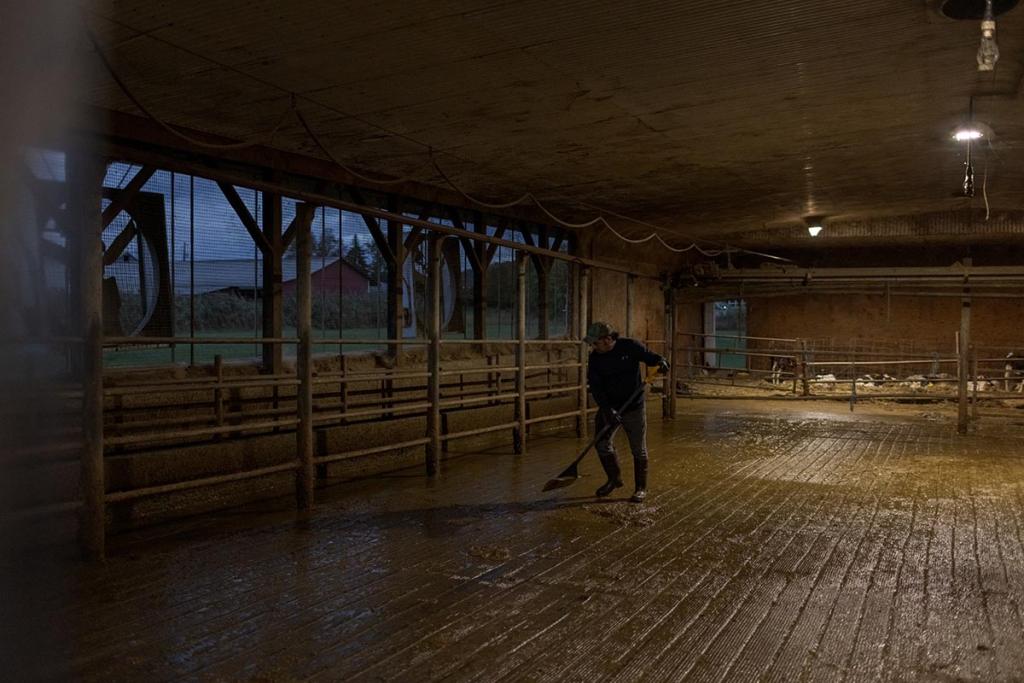 Nicolas cleans the barn at the end of a milking shift in the evening.