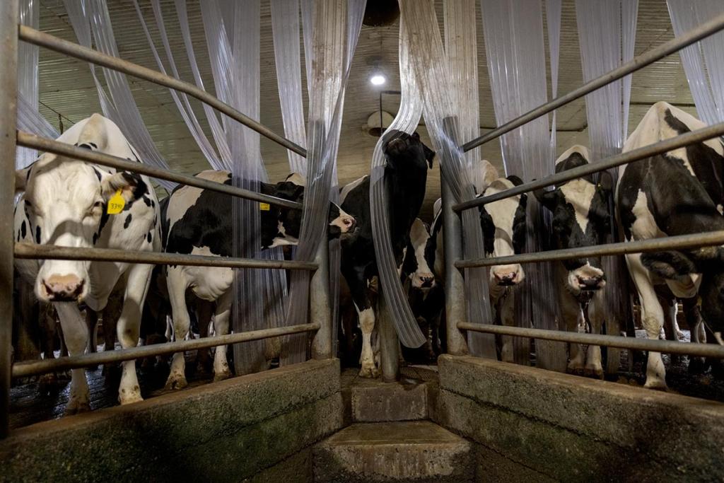 Cows wait to be ushered into a milking area in the late evening at a dairy farm in Vermont.
