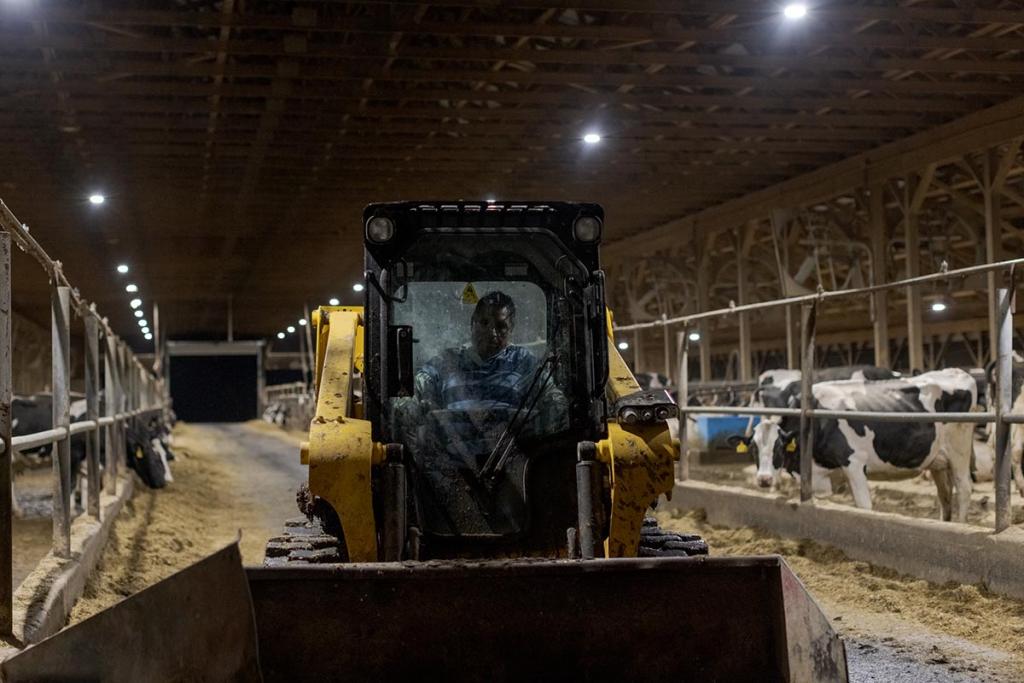 Hilario moves feed for cows before the start of a night milking shift at the dairy farm where he lives and works.