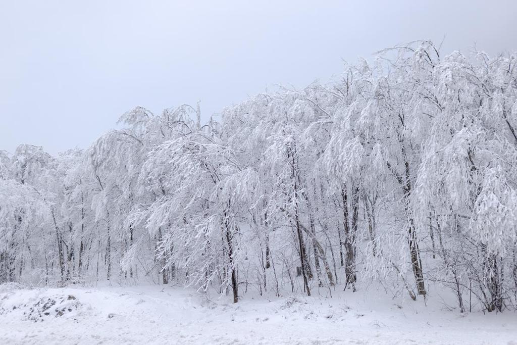 Scenes of rural Vermont in the winter with snow-covered trees. It’s increasingly difficult for farm workers to cross the border to get back home.