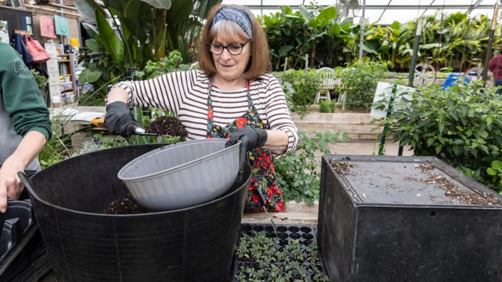  A volunteer wearing a bandana headband and a floral apron prepares to transplant young plants by scooping soil from a large black container.