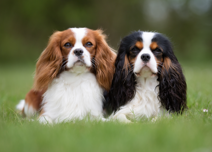 Most Popular House-friendly Dogs 