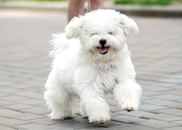longest living bichon