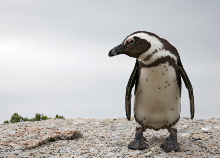 Endangered Penguins of the World: Why They're Threatened and How to