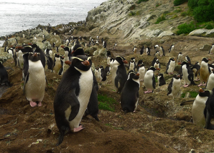 Endangered Penguins of the World: Why They're Threatened and How to