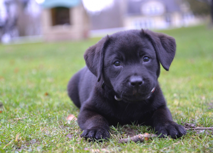 What America's Most Popular Dog Breeds 
