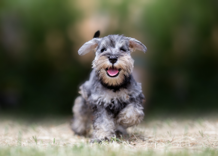 tiny dog breeds that dont shed