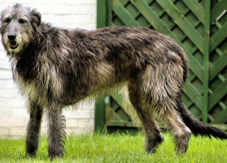 40 least sale obedient dog breeds