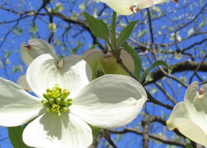 Do you know North Carolina's official state symbols? | Stacker