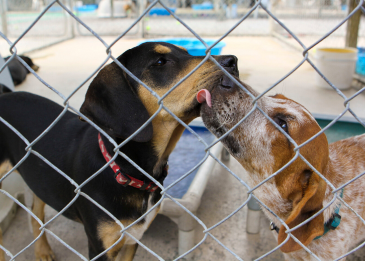 25 Facts About Animal Shelters in America| Stacker