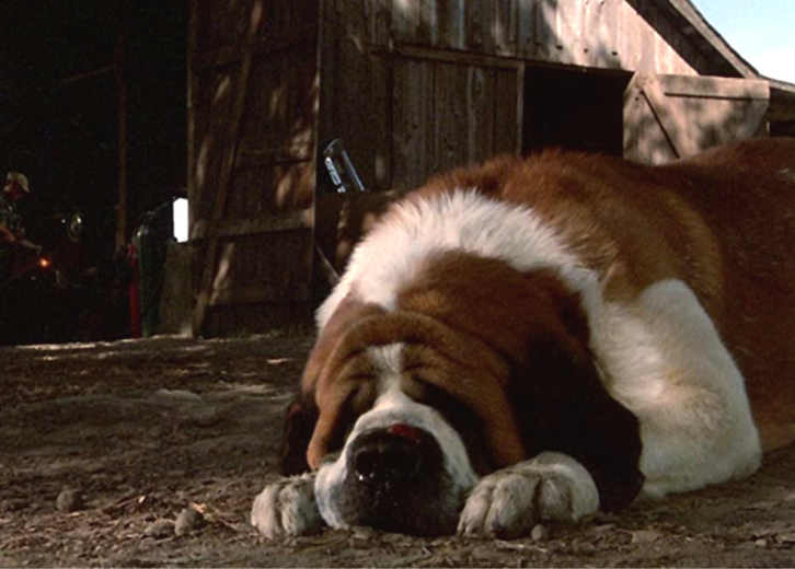 Best Dog Movies of All Time Stacker