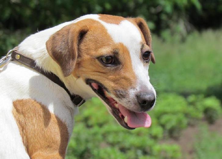 What 25 Dogs Were Bred For Stacker