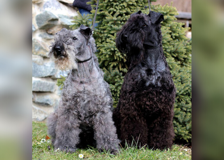 kerry blue terrier hunting