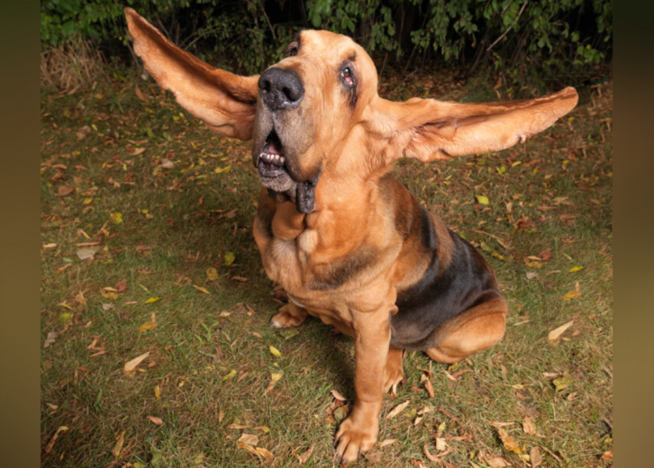 10 Guinness World Records About Dogs Stacker