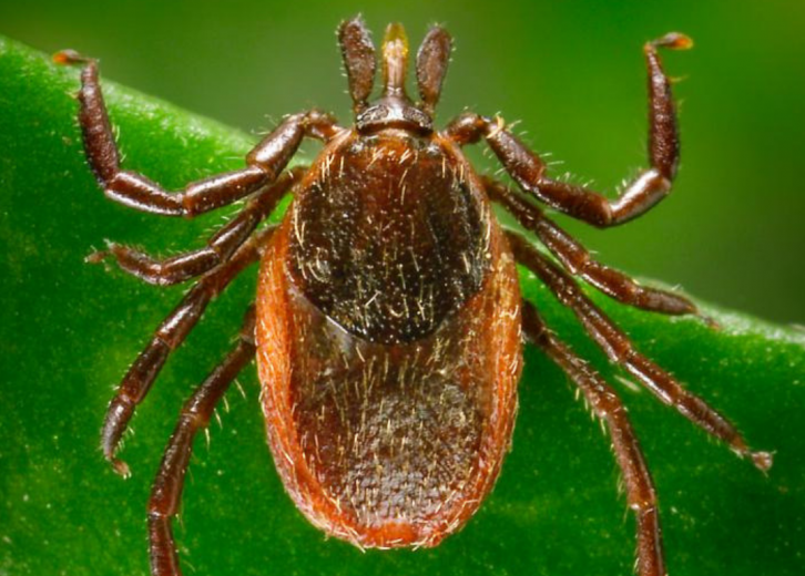 America's Most Common Ticks and How to Identify Them Stacker